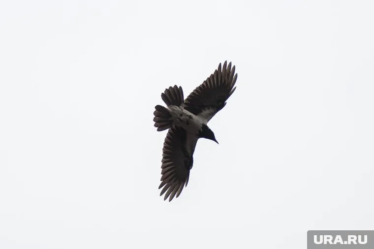 Свердловчанин спас птенца вороны