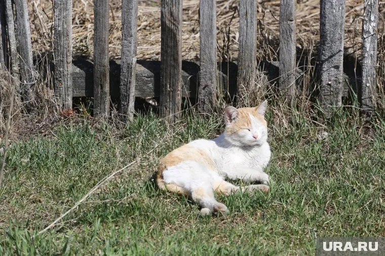 Предположительно, кошка переболела герпесвирусом (архивное фото)