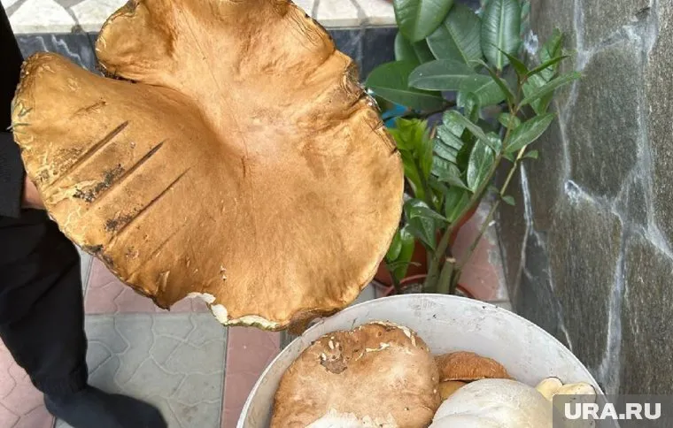 Белый гриб оказался весом в полтора килограмма