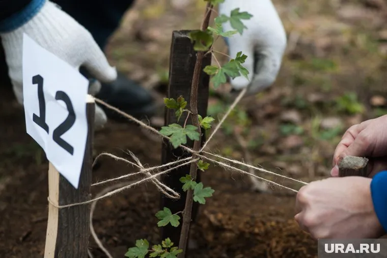 Мэр Перми назначил ответственного за озеленение города