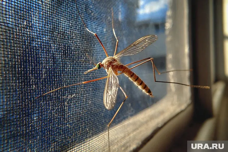 Комары в Новом Уренгое восхитили певца Корнилова