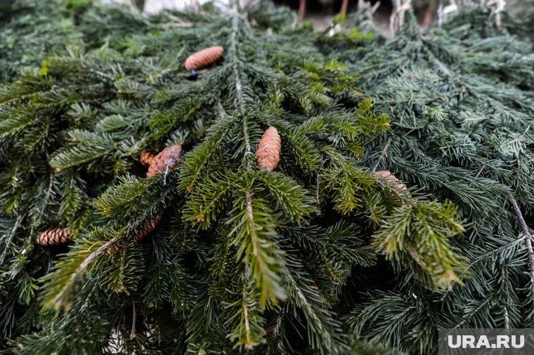 Елку к Новому году можно будет купить с 15 декабря в разных районах Кургана