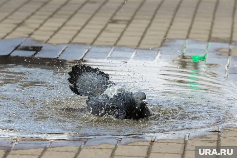 В Челябинской области воздух прогреется до плюс 4