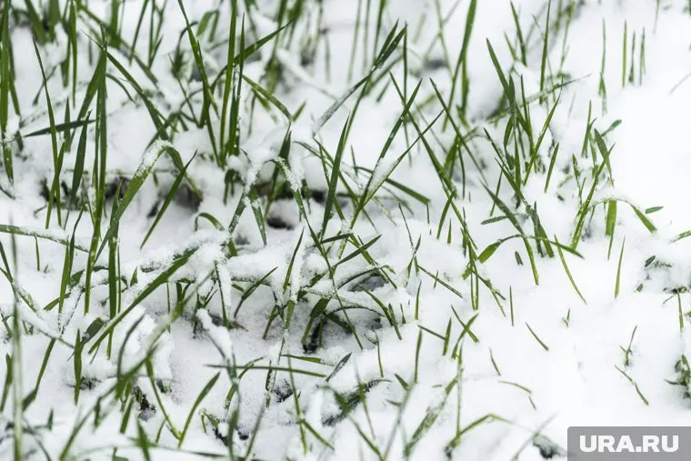 Фотографиями снега жители делятся в социальных сетях
