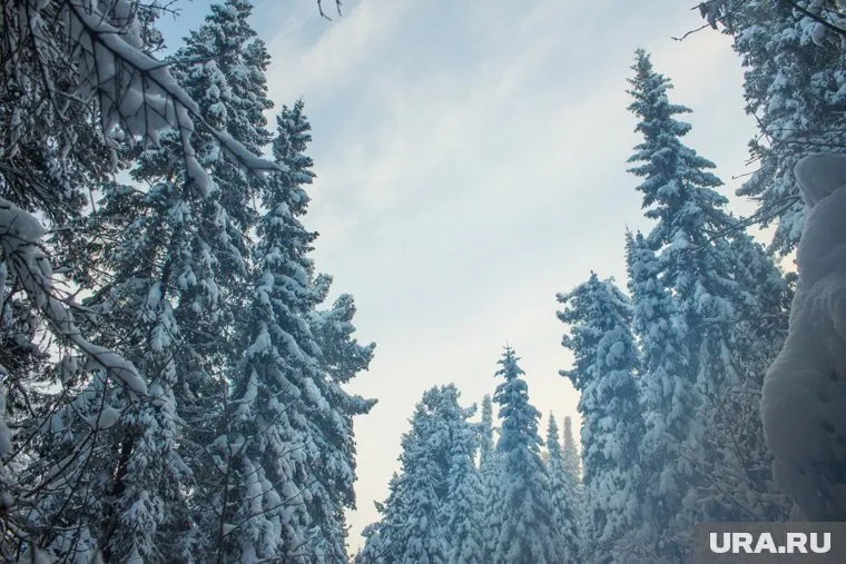 Вековое дерево высотой 27 метров уже ждет своего часа