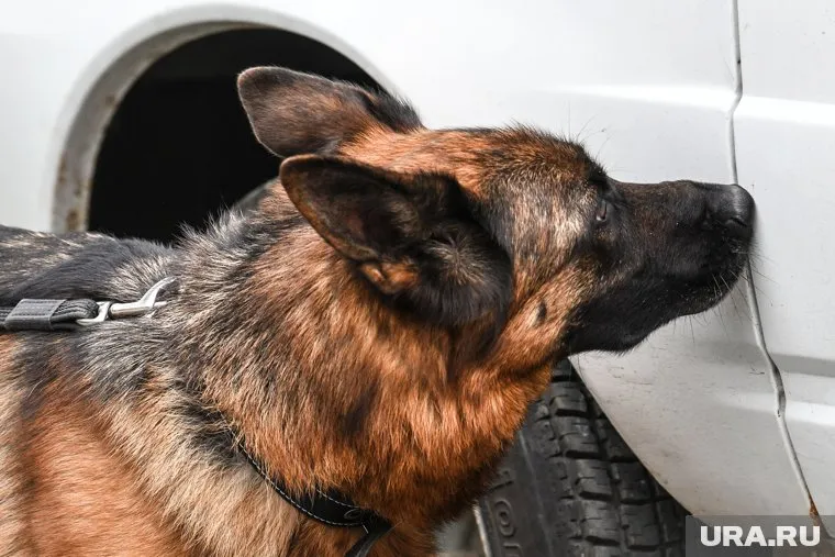 Наркотики предназначались для транзита через территорию республики в третьи страны