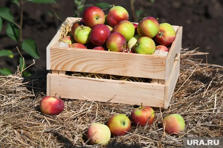 Продавец уверял, что яблоки завезены из Московской области