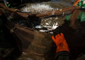 На Ямале определился лидер по добыче рыбы: сколько наловили в сезон и что