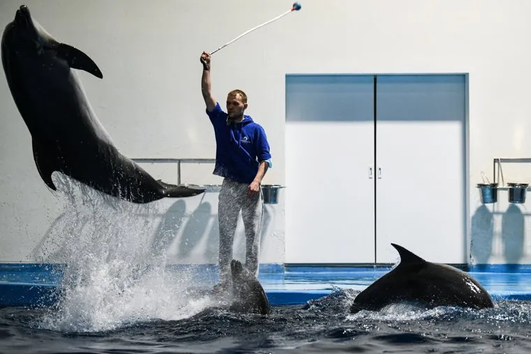 Дельфинарий в Екатеринбургском океанариуме.