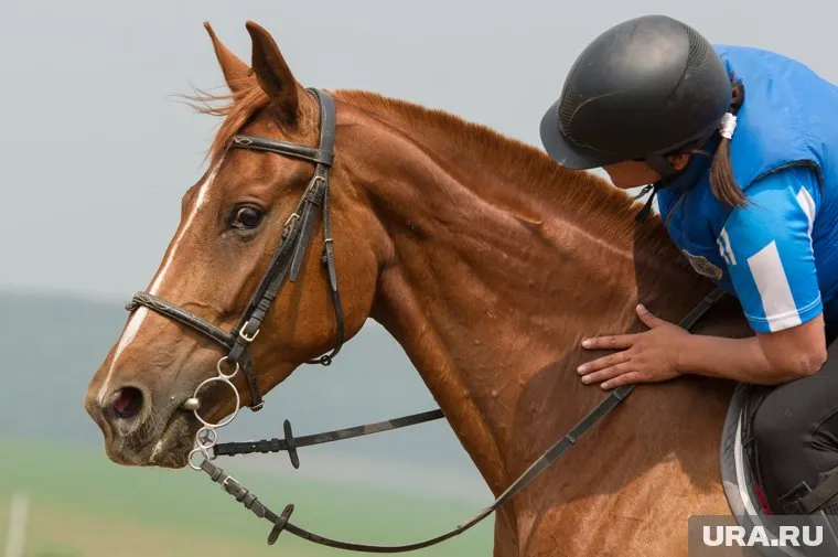 Бухгалтер приняла участие в конных соревнованиях (архивное фото)