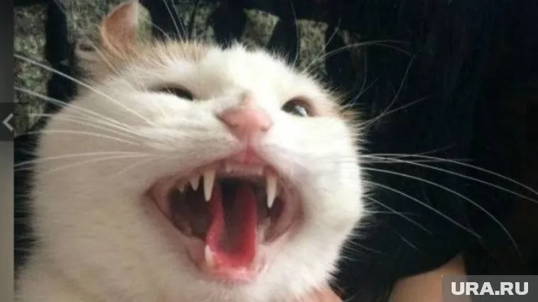 По словам хозяйки кота, он «ест человечину и ходит в лоток»