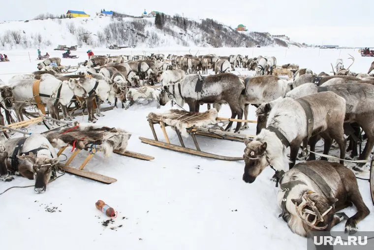 В Белоярском районе прошел праздник коренных народов — День оленевода