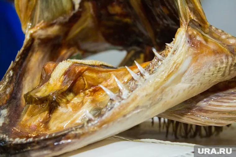 Вес рыбы — 16 кг