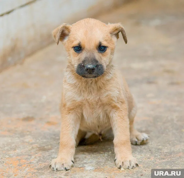 Рамзан Кадыров сравнил страны Запада с щенятами