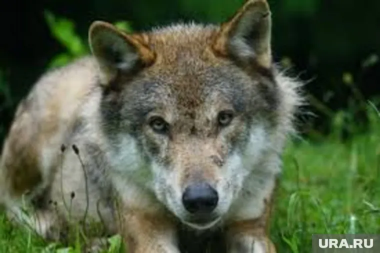 Неизвестный хищник терроризирует село