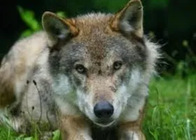 В Тюменской области не могут поймать жестокого убийцу