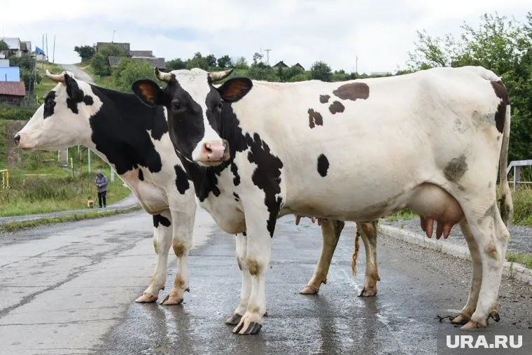 Коровы пришли к отдыхающим на базу отдыха
