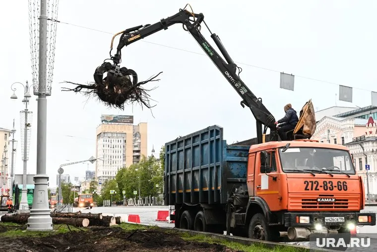 Деревья обещали снести, так как они были в плохом состоянии
