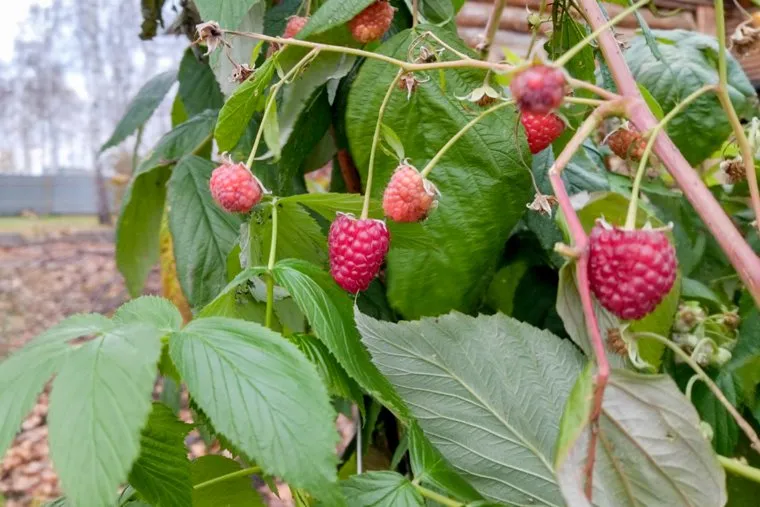 Малина. Челябинск