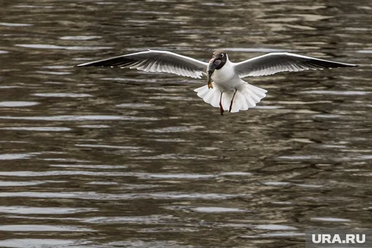 Люди, которые ели выброшенных на берег морских обитателей, не отравились