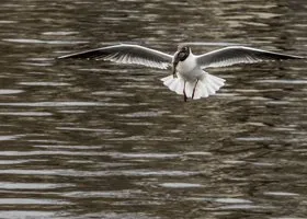 Ученый объяснил выброс обитателей моря на берег Камчатки