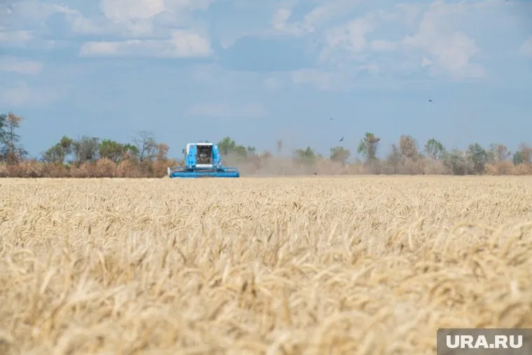 Украинское зерно испортило бизнес польским, болгарским, румынским и французским фермерам