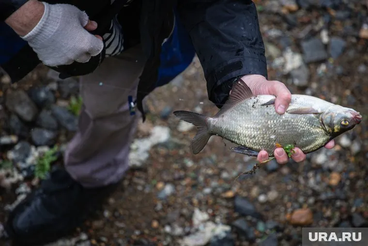 Рыбу с гельминтами рыбак поймал в озере Южном
