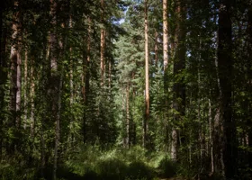 «Тело объедено»: появилось видео с места, где нашли труп без головы в свердловском лесу