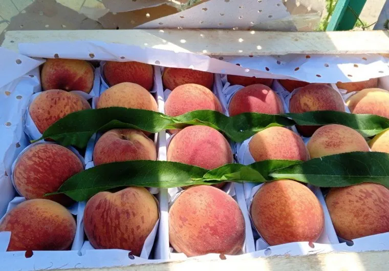 Персики с плодожеркой отправились в печь для уничтожения 