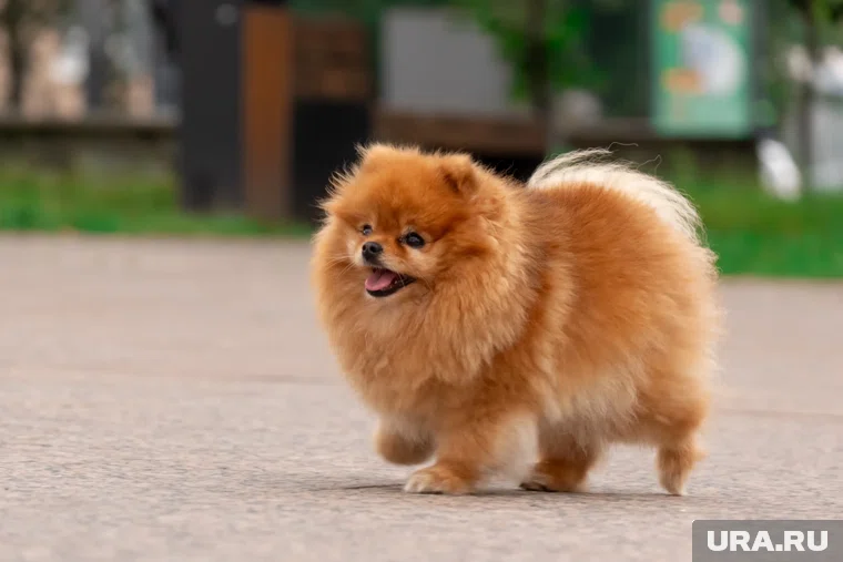 В Новосибирске собака зубами включила конфорку плиты из-за чего нагрелся и взорвался баллончик дихлофоса