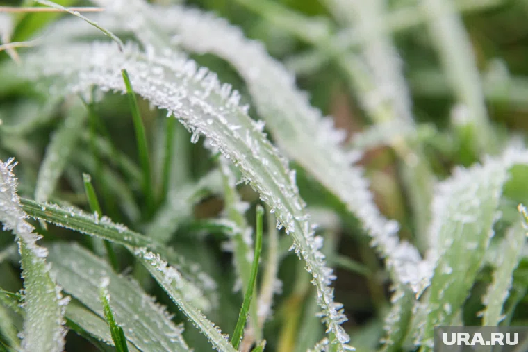 В Пермский край приходят заморозки