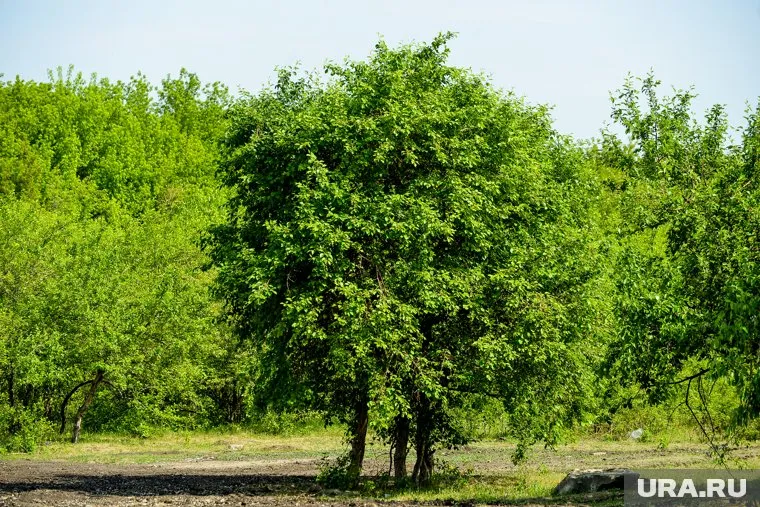 Продавец заявил, что деревянную фигуру вытащили из земли