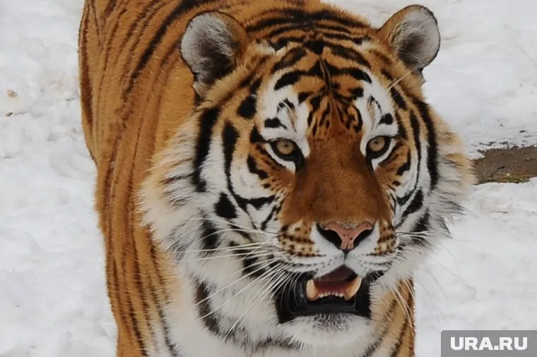 Амура отвлекали от козла с помощью кролика