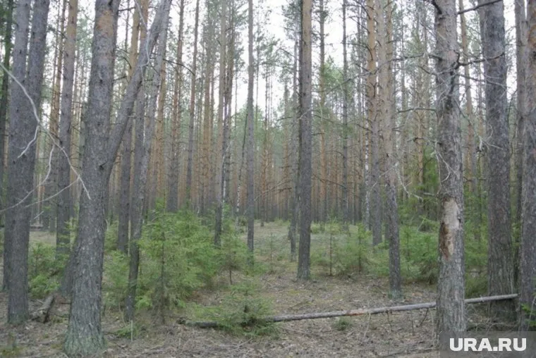 Максиму Решетникову угрожают протестами, если сосновый бор будет уничтожен