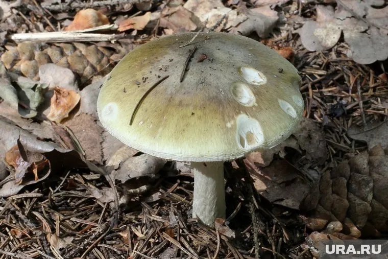 Бледная поганка смертельно опасна, ее можно перепутать со съедобным грибом