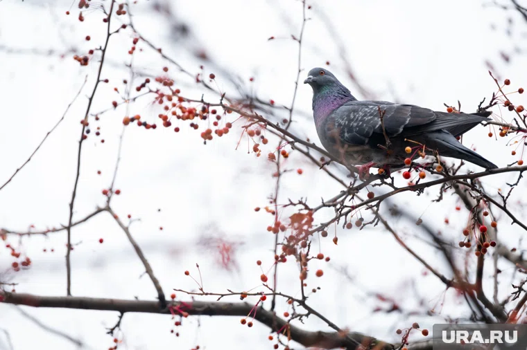 Первый снежный покров быстро сошел на нет