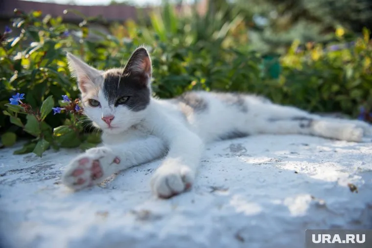 Уральцы не пожалели сил и ремонт ради спасения котенка