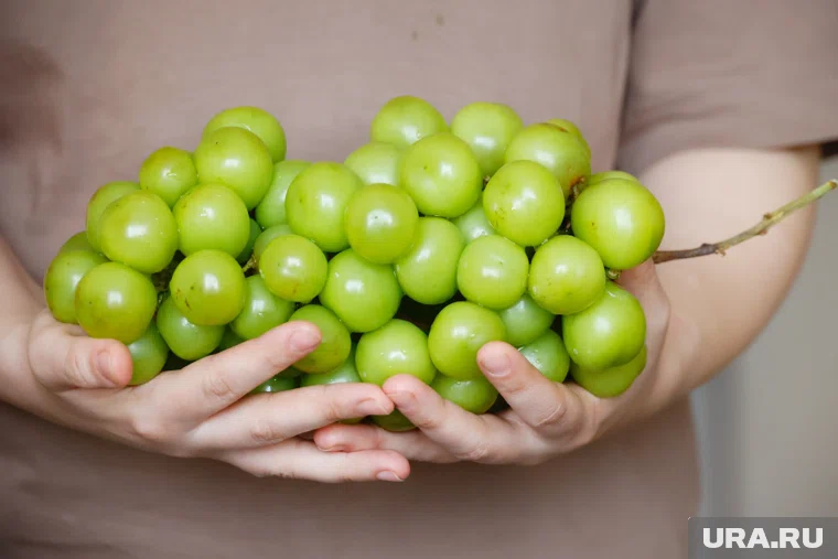 В первое время стоимость этого сорта доходила в рознице Ямала до 900 рублей