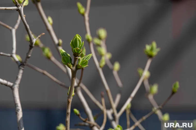 Набухание почек - несвойственное для осени явление (архивное фото)