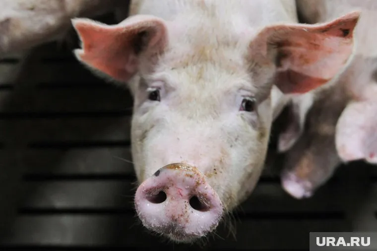 Разработка ученых позволит оперативно выявлять опасное заболевание у животных