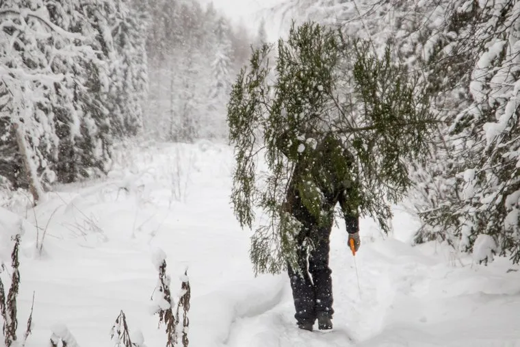 Пресс-тур в лесничество по заготовке новогодних елей. Первоуральск