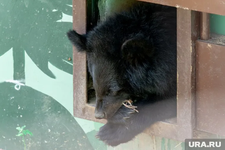Обитательница нового Пермского зоопарка показала всю свою мощь