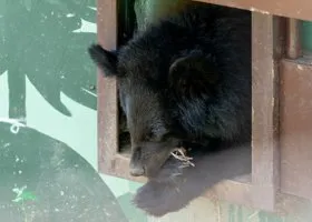 Медведица Маша ломает деревья в новом Пермском зоопарке