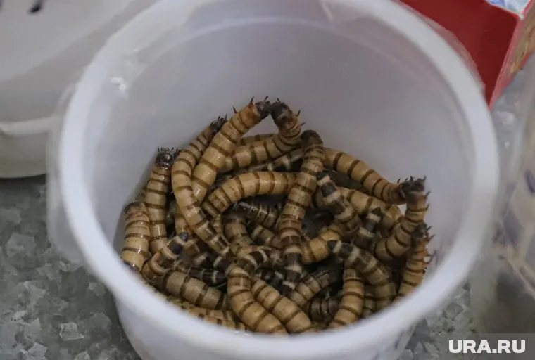 Житель ЯНАО превращает органические отходы в биогумус с помощью дождевых червей