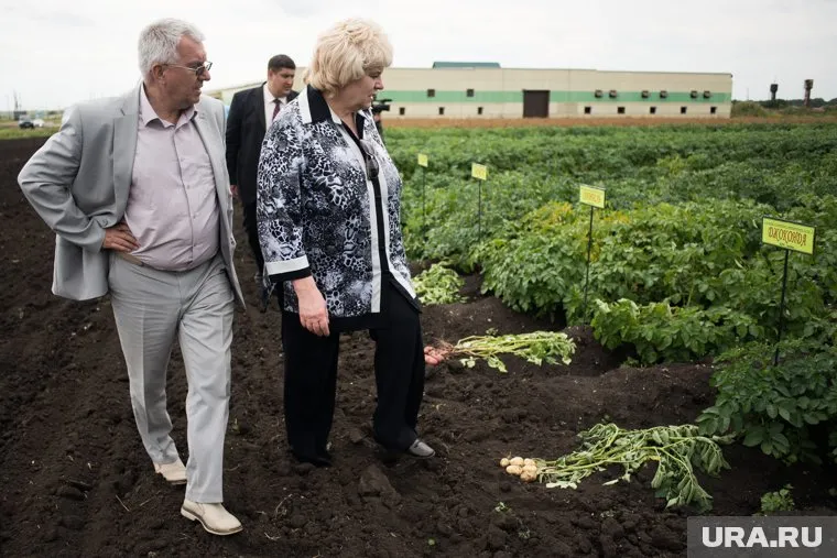 Аграрии надеются реанимировать кусты картофеля, пострадавшего от заморозков