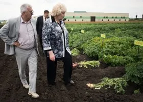 Каким будет урожай картофеля в сезоне-2025