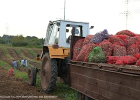Россия готовится заменить импорт важной сельхозкультуры отечественным урожаем
