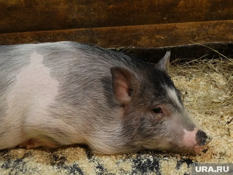 В Тюменской области борятся с болезнью свиней