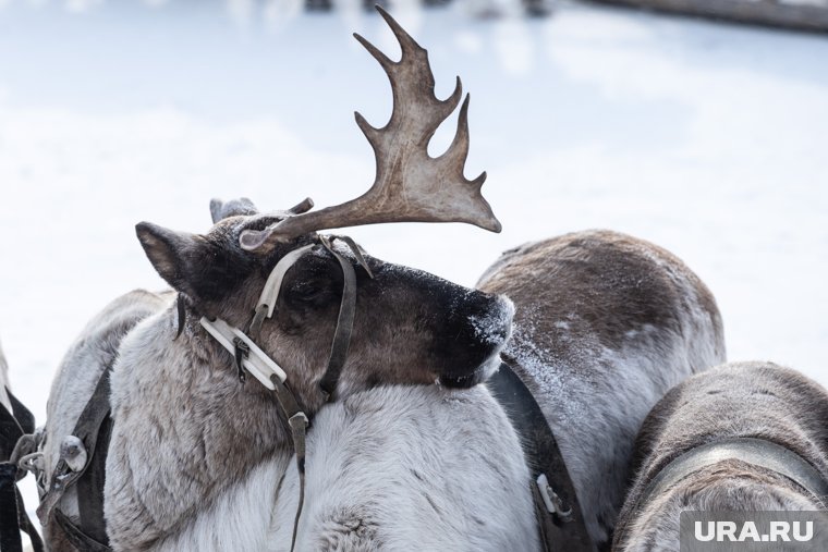 Власти ХМАО ввели новые меры поддержки для оленеводов