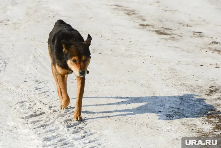 Пес чуть не задохнулся (архивное фото)